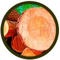 Forestal